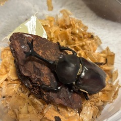国産カブトムシ　ペアの画像
