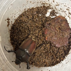 国産カブトムシ　ペアの画像