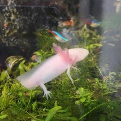ウーパールーパーの画像