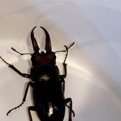 先着　クワガタの画像