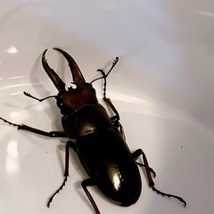 先着　クワガタの画像