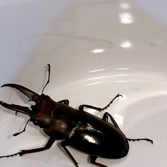 先着　クワガタの画像