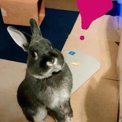 ミニうさぎ🐰雄♂可愛がってくださる方
