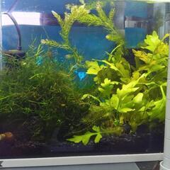 メダカや金魚熱帯魚に使える水草の画像