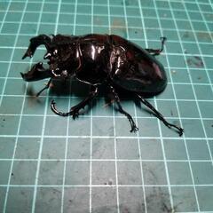 タランドゥスオオツヤクワガタホワイトアイペアーの画像