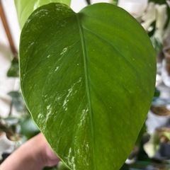 斑入りモンステラ　ボルシギアナ　ホワイトタイガー　観葉植物の画像