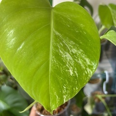 斑入りモンステラ　ボルシギアナ　ホワイトタイガー　観葉植物の画像