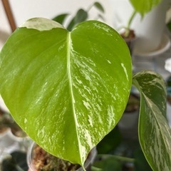 予定者決定　斑入りモンステラ　ボルシギアナ　ホワイトタイガー　観葉植物の画像