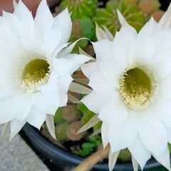 サボテン育てませんか🌵の画像