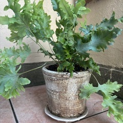 観葉植物の画像