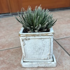 観葉植物の画像