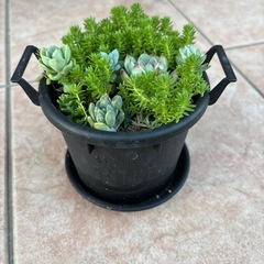 多肉とセダムの寄せ植え
の画像