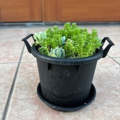 多肉とセダムの寄せ植え
の画像