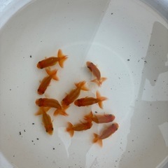 らんちゅう　金魚　　10匹の画像