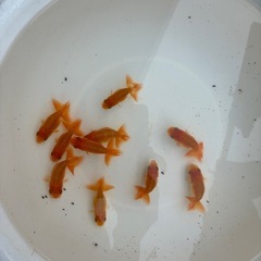 らんちゅう　金魚　　10匹の画像