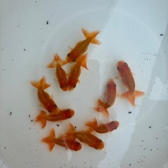 らんちゅう　金魚　　10匹の画像