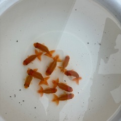 らんちゅう　金魚　　10匹の画像