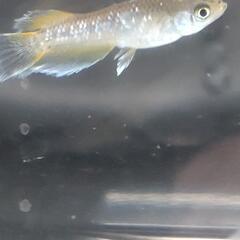 目高【メダカ】フロマージュキッシングタイプ若魚10匹の画像