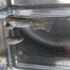 目高【メダカ】フロマージュキッシングタイプ若魚10匹の画像