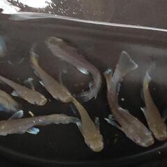 目高【メダカ】フロマージュキッシングタイプ若魚10匹の画像