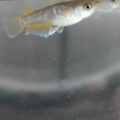 目高【メダカ】フロマージュキッシングタイプ若魚10匹の画像