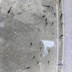 ピュアブラックメダカの画像