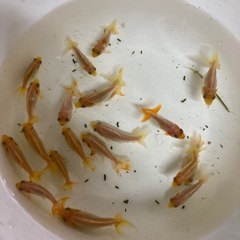 和金 金魚 値下げしました❗️の画像