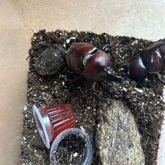 カブトムシ　オス　メス　ペア　➕オス　計3匹の画像