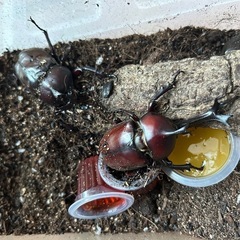 カブトムシ　オス　メス　ペア　➕オス　計3匹の画像