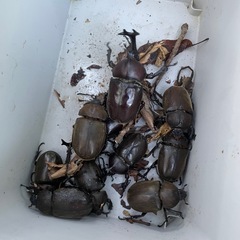 ✨カブトムシ３ペア＋♀3匹全てセット✨の画像