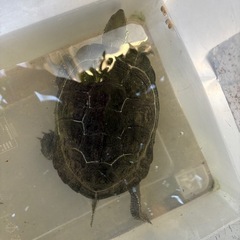 クサガメ(イシガメ？)亀里親さん探します