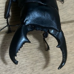 スマトラオオヒラタ　ペア　WF1の画像