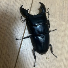 スマトラオオヒラタ　ペア　WF1の画像
