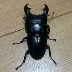 スマトラオオヒラタ　ペア　WF1の画像
