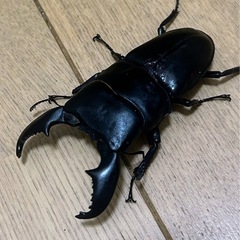 スマトラオオヒラタ　ペア　WF1の画像
