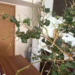 【観葉植物】ファカス・ベンジャミンバロック100cmの画像