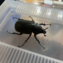 アトラスオオカブト　ペアの画像