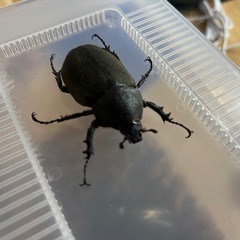 アトラスオオカブト　ペアの画像
