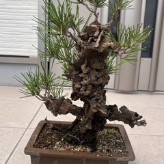 盆栽①の画像
