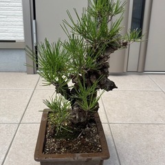 盆栽①の画像
