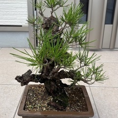 盆栽①の画像