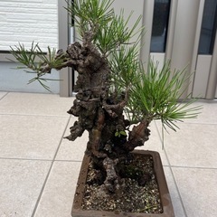 盆栽①の画像