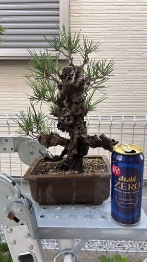 お話中→盆栽