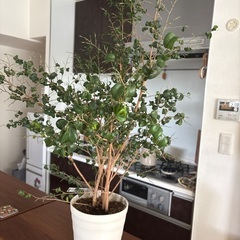 【観葉植物】ファカス・ベンジャミンバロック100cmの画像