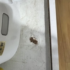食器棚（値段交渉可能）の画像