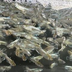 エメキン　1ペアの画像