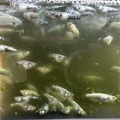 レックウザ　1ペアの画像