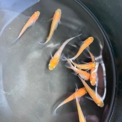選べる　メダカ　稚魚　10匹セット　500円〜の画像