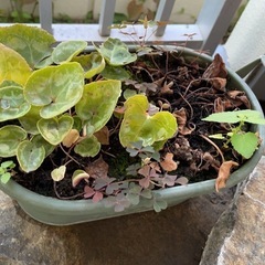 植木2点の画像