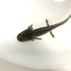 全国発送可能　ウーパールーパー　マーブル/ブラック　2匹の画像